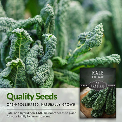 WILLVINE AGRI -X Lacinato Kale Seed for Planting [2.5g] Seed(750 per packet)