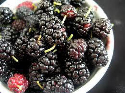 Oliver mulberry(shahatoot) Seed(82 per packet)