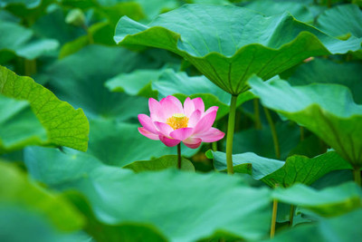 EMKOT lotus,kamal gatta Seed(11 per packet)