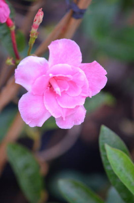 XOLDAA balsam frower Seed(15 per packet)