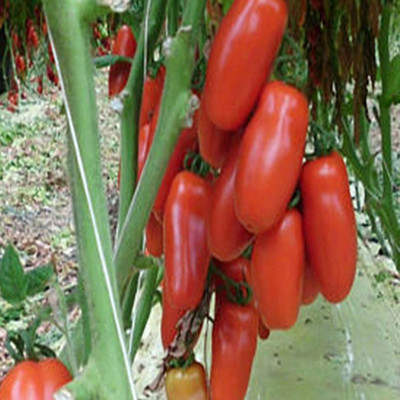 CYBEXIS Yard Garden Plant - Tomato Seeds2000 Seeds Seed(2000 per packet)
