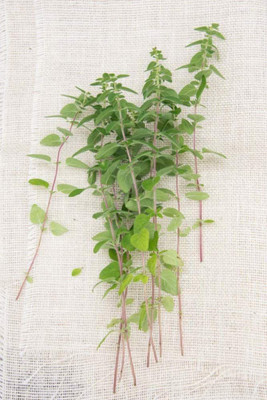 CYBEXIS LX-13 - Greek Oregano Culinary Herb - (1350 Seeds) Seed(1350 per packet)