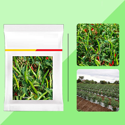 WILLVINE VMR -XIII Avinash chilli | mirchi seeds | upright chilli[10gm, 2000 Seeds] Seed(2000 per packet)