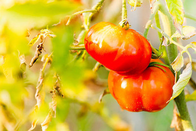 pottit tomato Seed(105 per packet)
