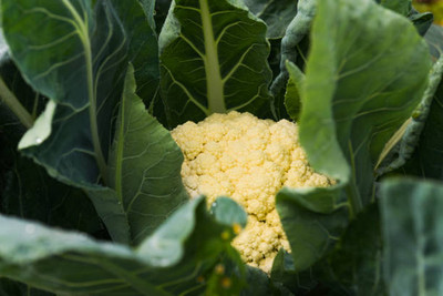Shree Poojan white cauliflower,gobhee seeds Seed(5 per packet)