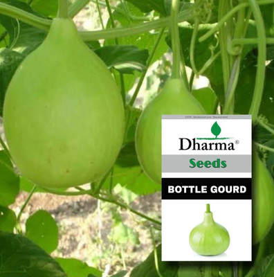 Cloud Farm Bottle Gourd, Lokee, Lau Seed(10 per packet)