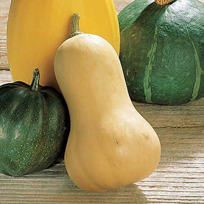 Qualtivate FXL-5AT Waltham Butternut Organic Squash Seeds Seed(30 per packet)
