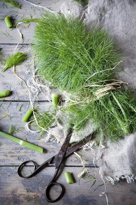 CYBEXIS ATS-50 - Cool-Weather Florence Fennel (Finnochio) - (2250 Seeds) Seed(2250 per packet)