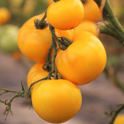 KNESSiN F1 Hybrid Golden Jubilee Tomato Seeds For Gardening - (2000 Seeds) Seed(2000 per packet)