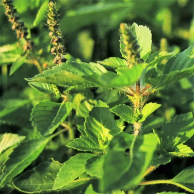 Qualtivate TLX-127 Green Leaf Thai Holy Basil Seed(1000 per packet)