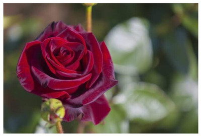 greenfarm NXZ- Fragrant Rose Flower Seeds/ Gulab Seeds , 60 X Seeds , Gulab90 Seed(60 per packet)