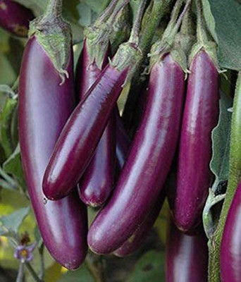 Biosnyg Brinjal Long / Eggplant For Planting ( Seeds) Seed(5000 per packet)