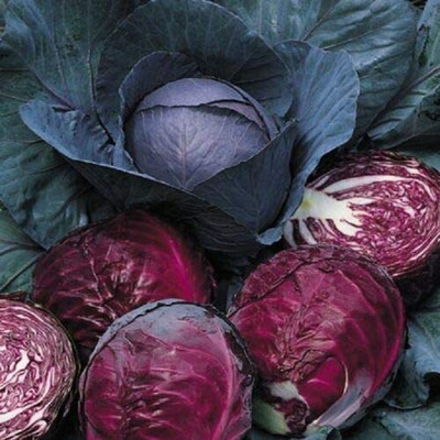 CYBEXIS Good Germination Seeds of Vegetable Cabbage Red Drumhead500 Seeds Seed(500 per packet)