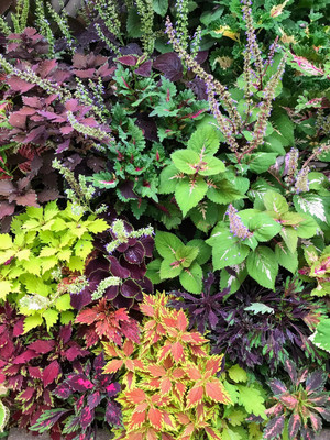 MYAT Coleus (seeds) Vomov Master Blend Seed(80 per packet)