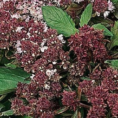 Qualtivate KGF -2 Basil seed,Magical Michael Seed(1000 per packet)