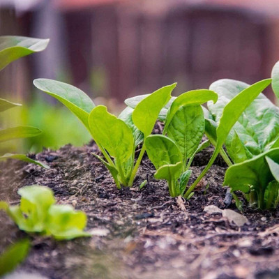 CYBEXIS TLX-58 - Bloomsdale Long Standing Spinach - (2250 Seeds) Seed(2250 per packet)