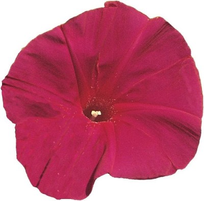 CYBEXIS TLX-7 - Scarlett O' Hara Morning Glory - (300 Seeds) Seed(300 per packet)