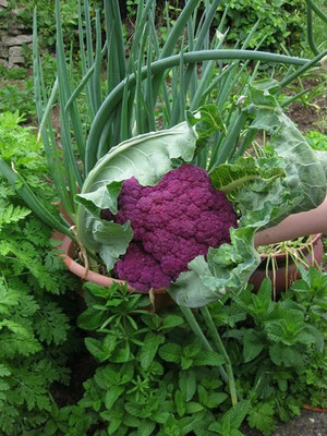 VibeX ® RXI-310 Cauliflower Sicilatte Violet Purple Imported Seed(200 per packet)