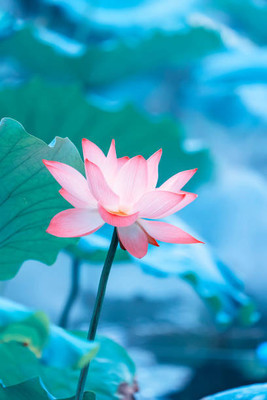 KANAYA lotus,kamal gatta Seed(14 per packet)