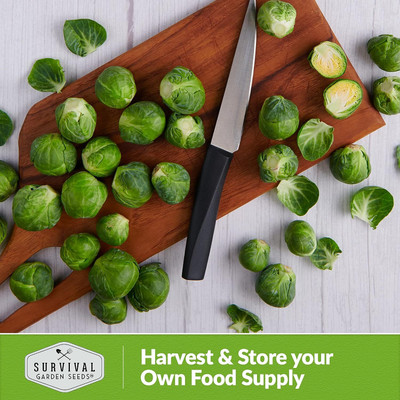 WILLVINE MEH -IX Long Island Improved Brussels Sprouts [2.5g] Seed(750 per packet)
