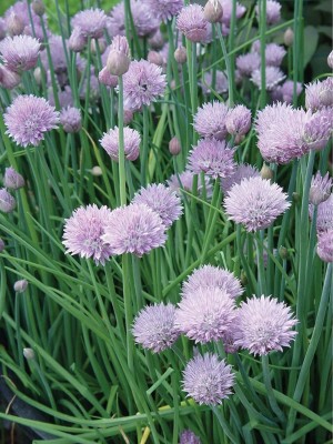 VibeX HUA-99 - Common Chives Herb - (2250 Seeds) Seed(2250 per packet)