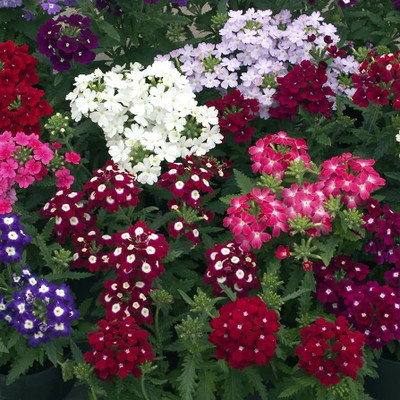 Pbevergreen All season verbena seeds Pack of 28 Seed(28 per packet)