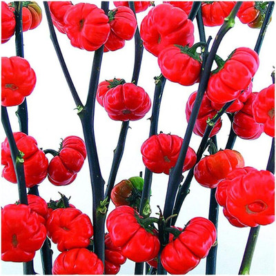 KNESSiN Pumpkin on a Stick Brinjal Seeds-[5gm] Seed(1000 per packet)