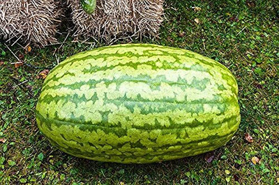 Qualtivate RES-6A Hybrid Giant Watermelon Fruit seeds Seed(100 per packet)