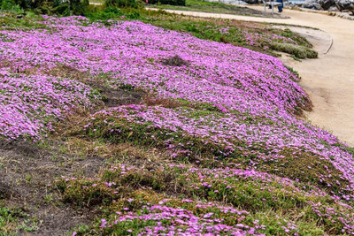 CYBEXIS HUA-99 - Magic Carpet Creeping Thyme - (150 Seeds) Seed(150 per packet)