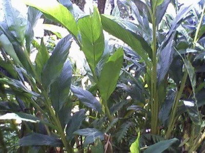 CYBEXIS HUA-82 - CARDAMOM Alpinia Oxyphylla Tree - (180 Seeds) Seed(180 per packet)