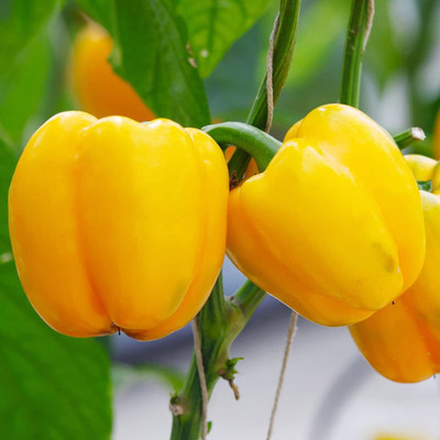 Qualtivate HUA-6A Yellow Shimla Mirch Capsicum Seed Seed(100 per packet)
