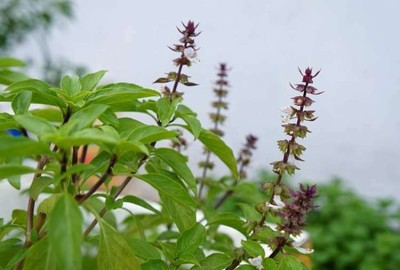 Quentova TULSI (HOLY BASIL) Rama Tulsi /रामा तुलसी Plant-GAV-7S Seed(250 per packet)