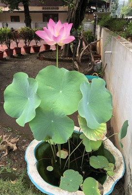 GREENSEA Lotus, Kamal Seed(30 per packet)