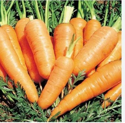 AK ICONIC FASHION Carrot Seed(150 per packet)