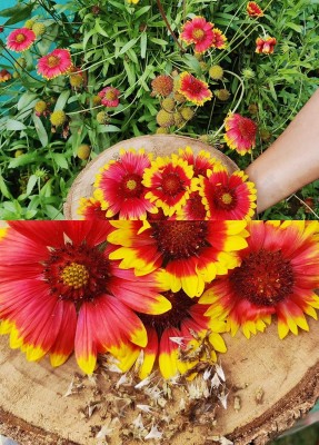 Qualtivate PAU-35 Gaillardia Aristata Blanket Flower Seeds Seed(50 per packet)