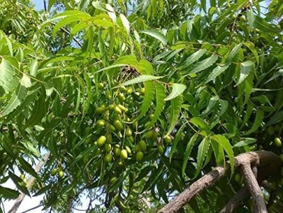 Kapebonavista Neem Nimbay Veppai, Sengumaru Ariyaveppu Vepa Turakabevu Seed(1 per packet)