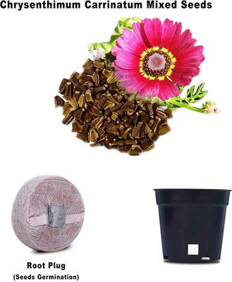 VibeX Crysenthemum F1 Hybrid Combo with Potter & Rootplug Seed(35 per packet)