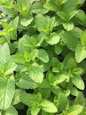 CYBEXIS ATS-16 - Mojito Mint (mentha x villosa) - (450 Seeds) Seed(450 per packet)