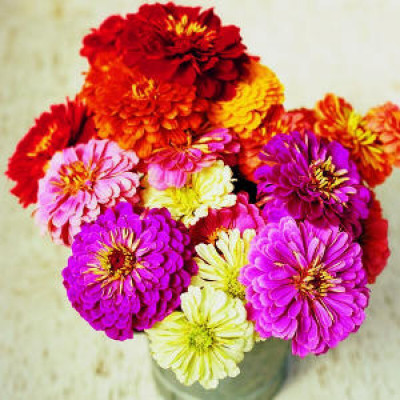 Quentova Zinnia F1 Tall Mixed-KTL-9I Seed(75 per packet)