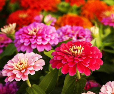 Avysa Zinnia Double Mixed Seeds Seed(15 per packet)