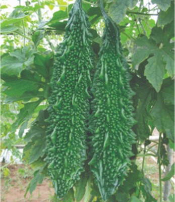 BDSresolve Indian Bitter gourd seeds/Bitter gourd seeds 44 Seed(44 per packet)