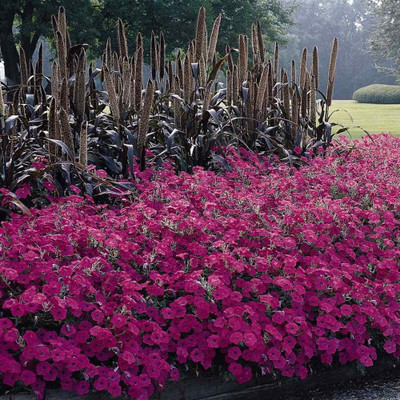 CYBEXIS TLX-92 - Tidal Wave Pink Hot Petunia Flower - (540 Seeds) Seed(540 per packet)