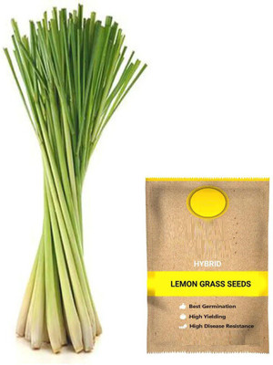CYBEXIS PUAS-9 - Lemon Grass - (2250 Seeds) Seed(2250 per packet)