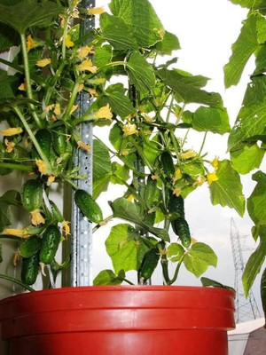 WILLVINE LX-310 Indoor Cucumber F1 Self-Pollinating - Green Seed(200 per packet)