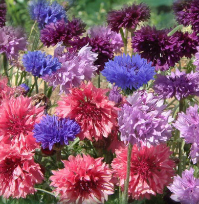 KANAYA Colorful Cornflower Seed(36 per packet)