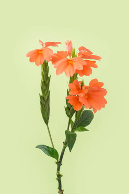 YUGANTAR kanakambaram-firecracker-crossandra Seed(22 per packet)