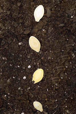 VibeX ® VXI-559 Zucchini Summer Squash F1 Hybrid Seed(100 per packet)