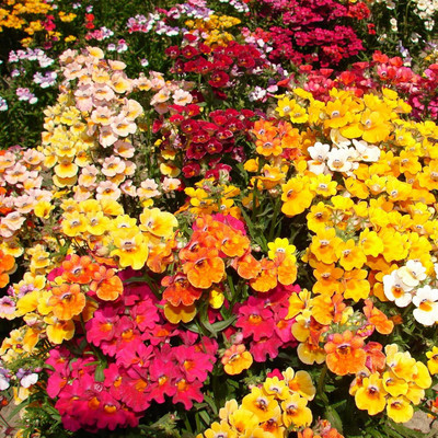 LPR NEMESIA Seed(20 per packet)