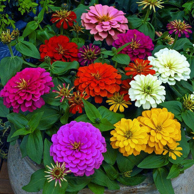 UGRA ZINNIA - Flower Mix Seed(10 per packet)