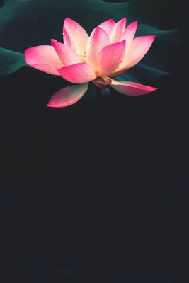 dvk lotus,kamal gatta Seed(14 per packet)